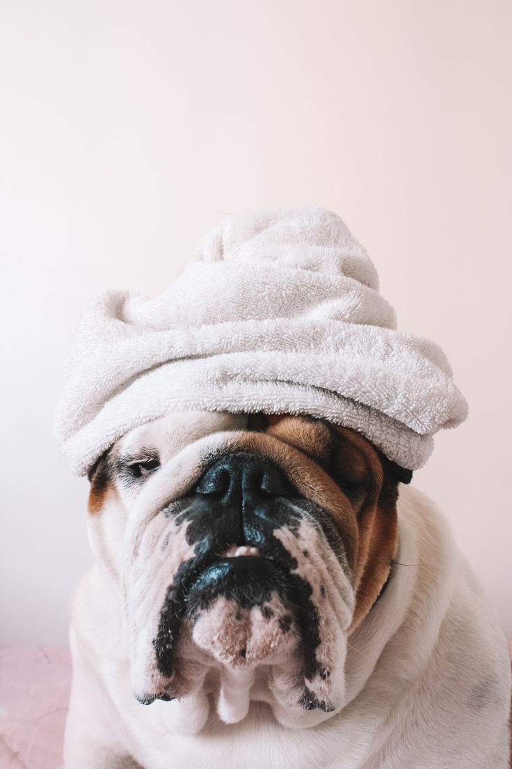 Skin Deep: The Beauty Benefits of Dog Grooming at the Spa