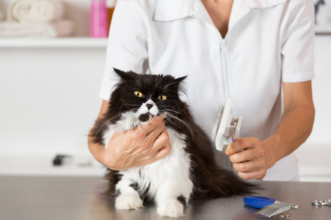 Grooming y Deshedding para tu gatito